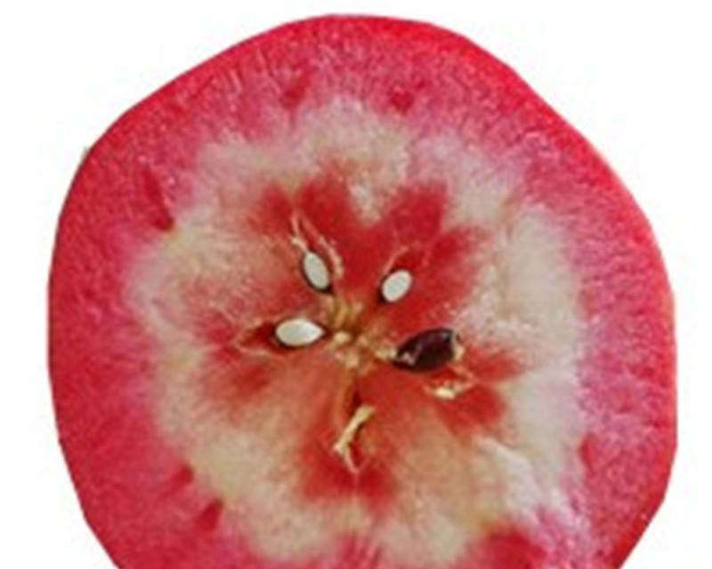 红心苹果的口感如何？——探究红心苹果的独特风味（红心苹果的口感、香气和果肉质地，令人难以忘怀）