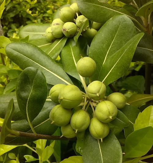 华为手机C8813q的优点和特点（一款性价比出色的手机选择）