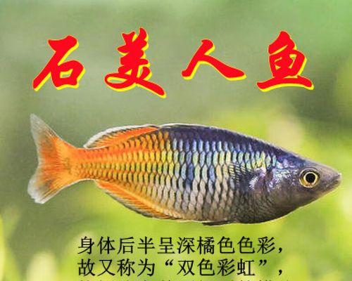 红平果信鸽（突破时空界限，带你领略信鸽飞行的奥秘）