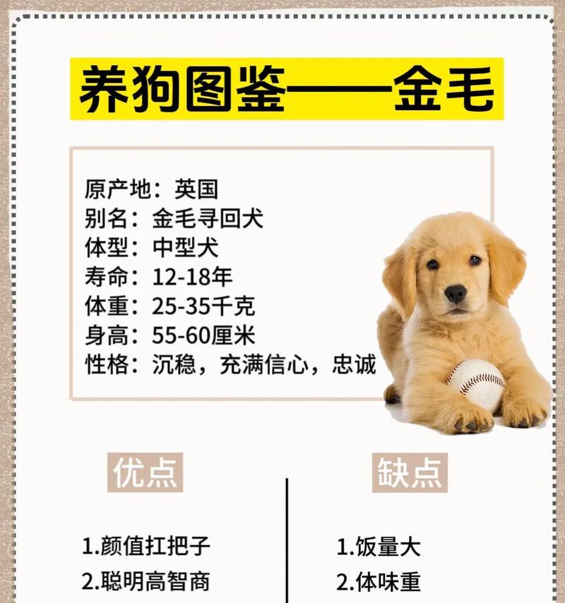 金毛的弃养率为什么这么高？,金毛犬的“暖男”形象