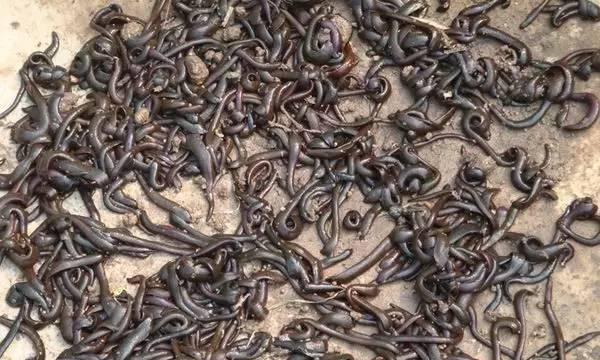 真汉子电动牙刷评测（打造真正的男性专属口腔护理利器）