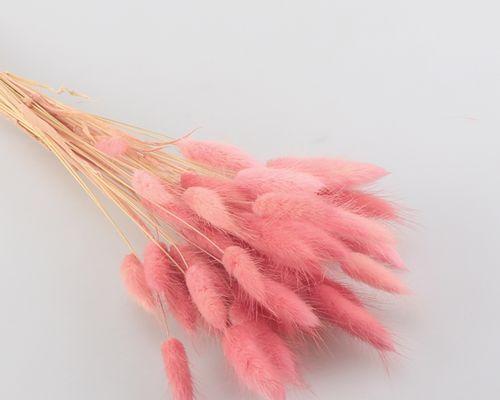 狗尾草机器人（发现未来的无限可能性）